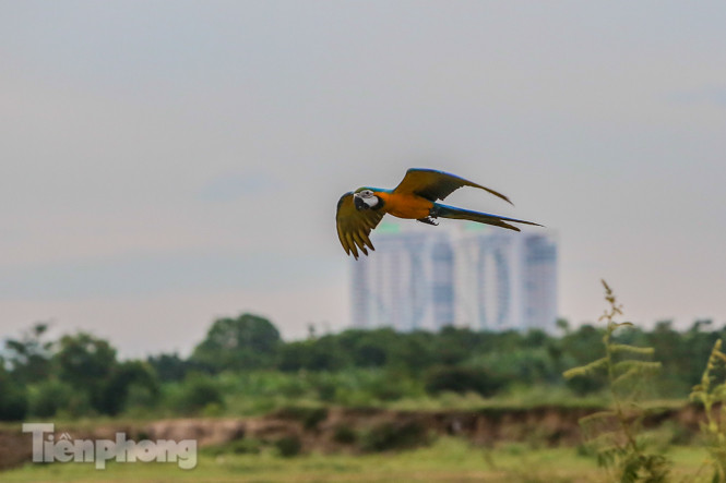 Ngắm vẹt sặc sỡ có giá nghìn đô của dân chơi Hà thành ảnh 13
