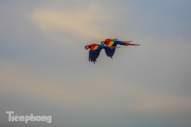 Ngắm vẹt sặc sỡ có giá nghìn đô của dân chơi Hà thành ảnh 15