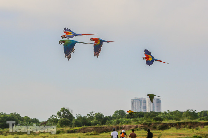 Ngắm vẹt sặc sỡ có giá nghìn đô của dân chơi Hà thành ảnh 10