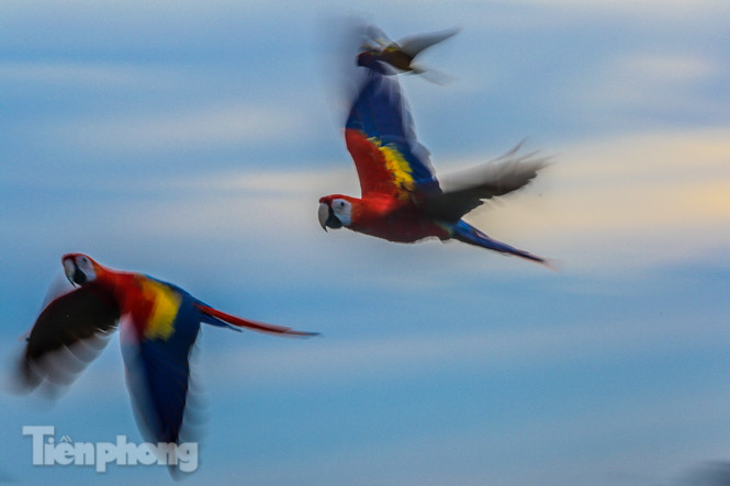 Ngắm vẹt sặc sỡ có giá nghìn đô của dân chơi Hà thành ảnh 14