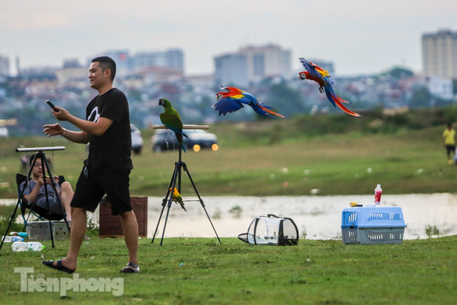 Ngắm vẹt sặc sỡ có giá nghìn đô của dân chơi Hà thành ảnh 16