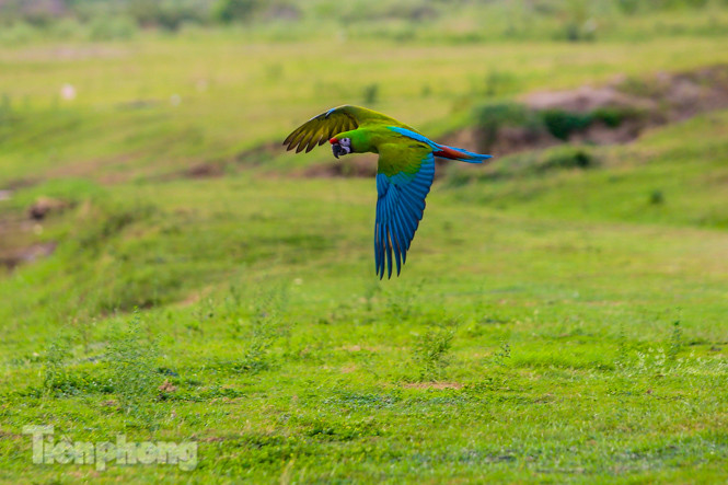 Ngắm vẹt sặc sỡ có giá nghìn đô của dân chơi Hà thành ảnh 8