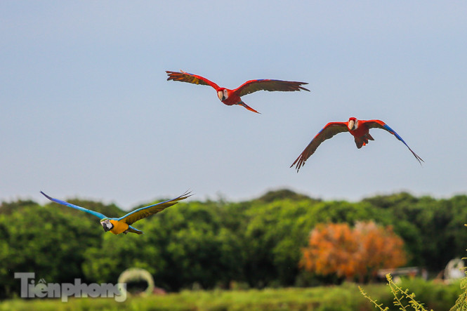 Ngắm vẹt sặc sỡ có giá nghìn đô của dân chơi Hà thành ảnh 7