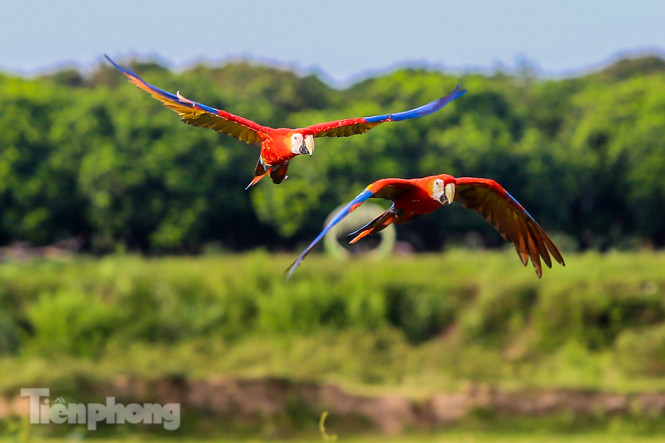 Ngắm vẹt sặc sỡ có giá nghìn đô của dân chơi Hà thành ảnh 2
