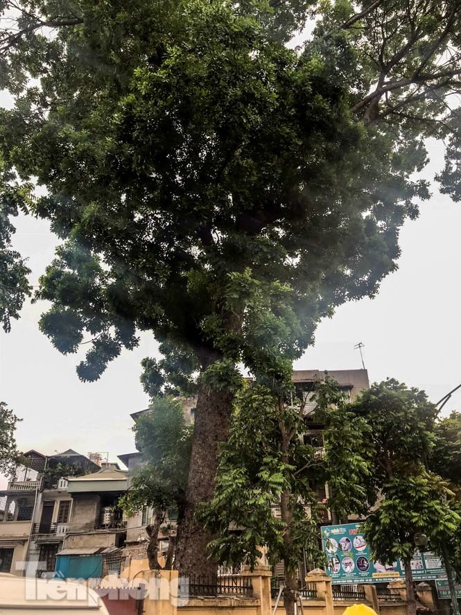 Cành cây cổ thụ trong bệnh viện 108 rơi đè bẹp 3 ô tô ảnh 6