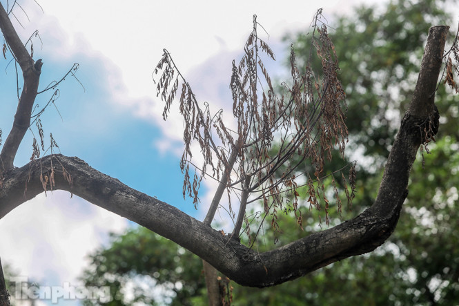 Nhiều cây sưa 'tiền tỷ' trên đường phố Hà Nội dần chết khô trong bọc sắt ảnh 8