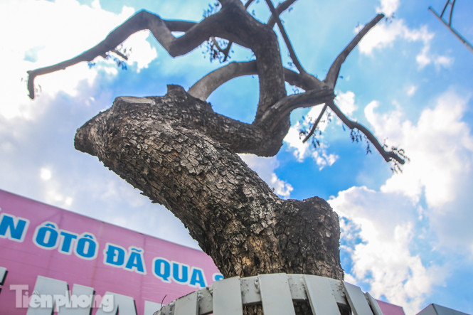 Nhiều cây sưa 'tiền tỷ' trên đường phố Hà Nội dần chết khô trong bọc sắt ảnh 6