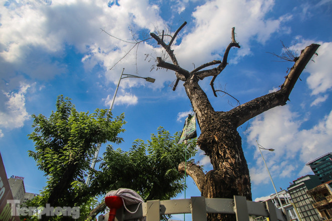 Nhiều cây sưa 'tiền tỷ' trên đường phố Hà Nội dần chết khô trong bọc sắt ảnh 1