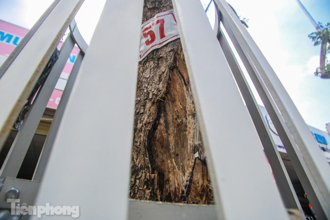 Nhiều cây sưa 'tiền tỷ' trên đường phố Hà Nội dần chết khô trong bọc sắt ảnh 5