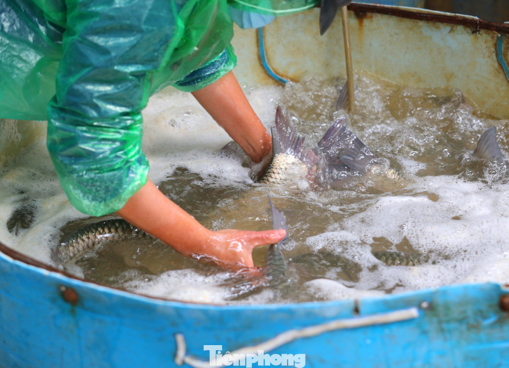 Tay trần bê đá lạnh, bắt cá tươi trong cái rét thấu xương Hà Nội ảnh 6