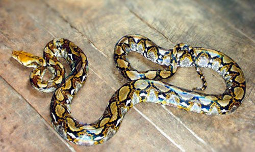 Vì sao gọi trăn Anaconda là 'quái vật' đáng sợ nhất rừng Amazon ảnh 4