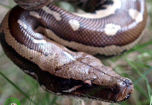 Vì sao gọi trăn Anaconda là 'quái vật' đáng sợ nhất rừng Amazon ảnh 5