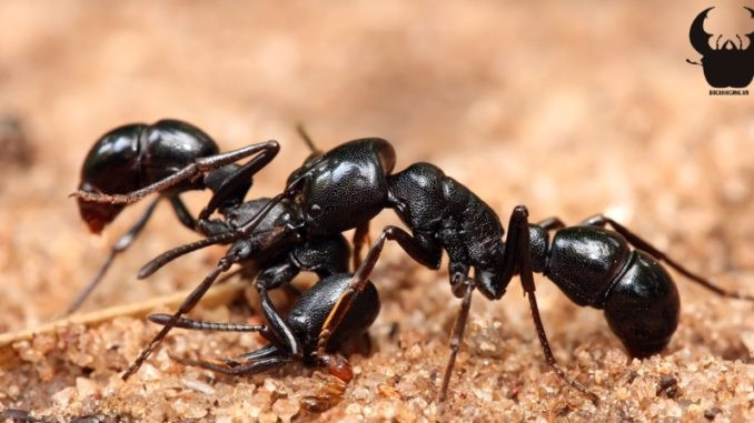 Kiến điên Tawny sống ở đâu, loài kiến nào hung tợn nhất hành tinh? ảnh 2