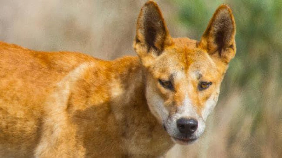 Bãi biển dài nhất hành tinh nằm ở đâu, sao chẳng ai dám đến tắm? ảnh 3