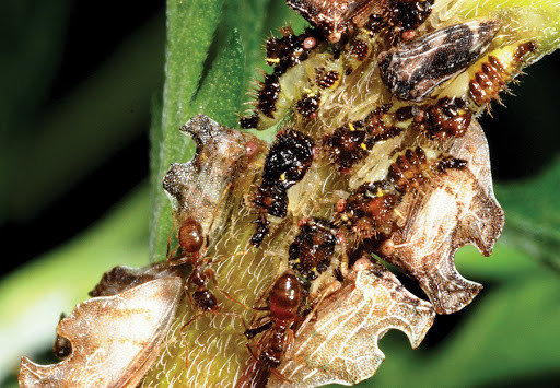 Kiến điên Tawny sống ở đâu, loài kiến nào hung tợn nhất hành tinh? ảnh 1