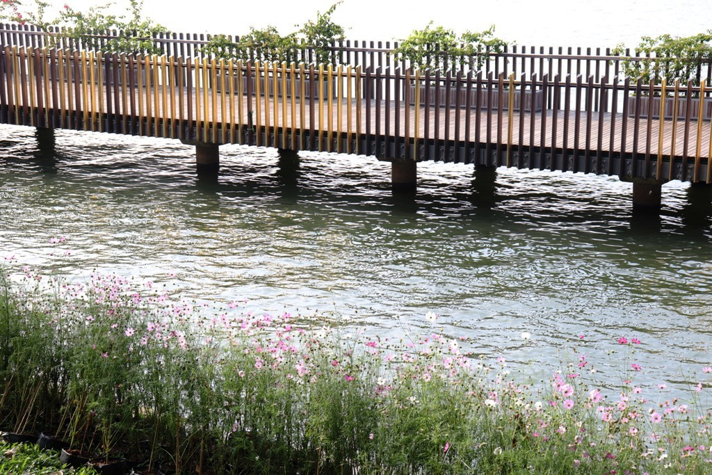 Nhìn ngắm Huế ngày cuối năm khoác 'áo hoa' lạ lẫm đón Tết ảnh 21