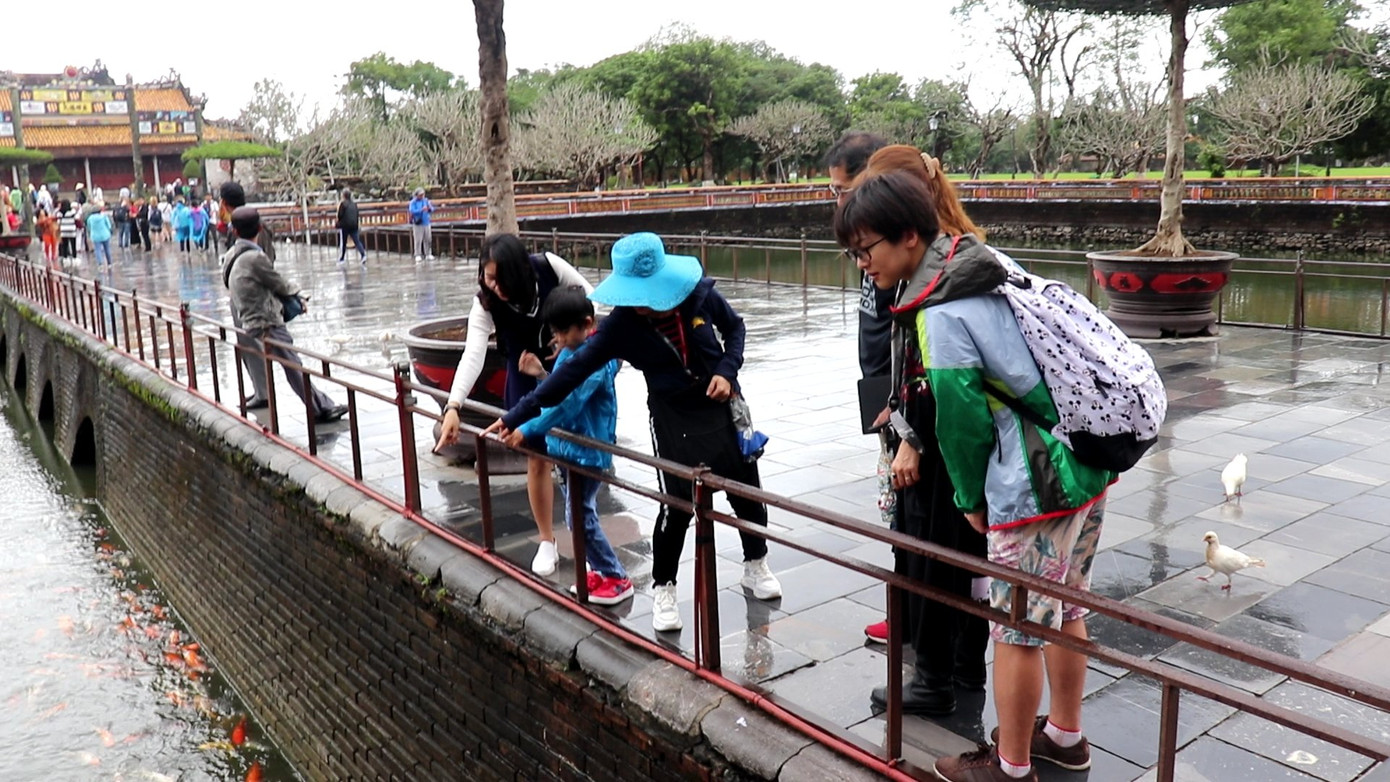 Đến Đại nội Huế ngắm đàn cá ‘khủng’ 5.000 con lấy may ngày đầu năm 2020 ảnh 4