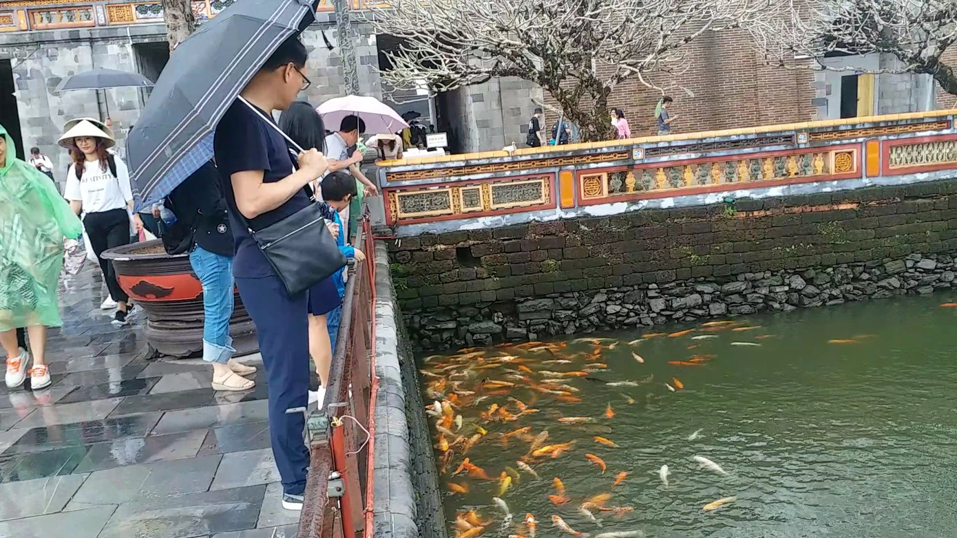 Đến Đại nội Huế ngắm đàn cá ‘khủng’ 5.000 con lấy may ngày đầu năm 2020 ảnh 5