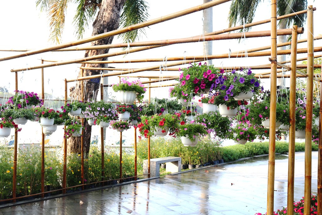 Nhìn ngắm Huế ngày cuối năm khoác 'áo hoa' lạ lẫm đón Tết ảnh 14