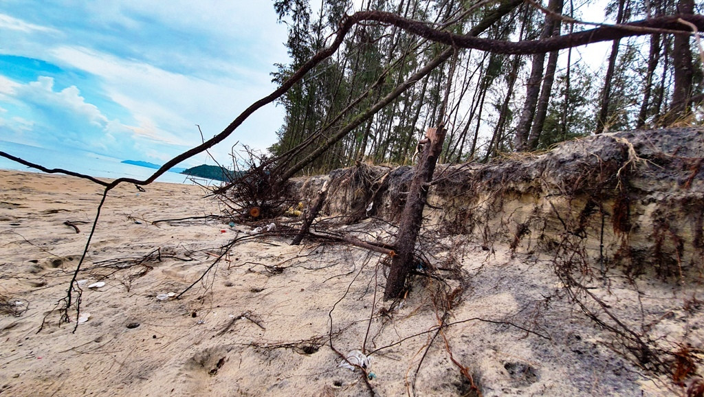 Bờ biển, rừng phòng hộ ở TT-Huế bị sóng dữ xé nát ảnh 17