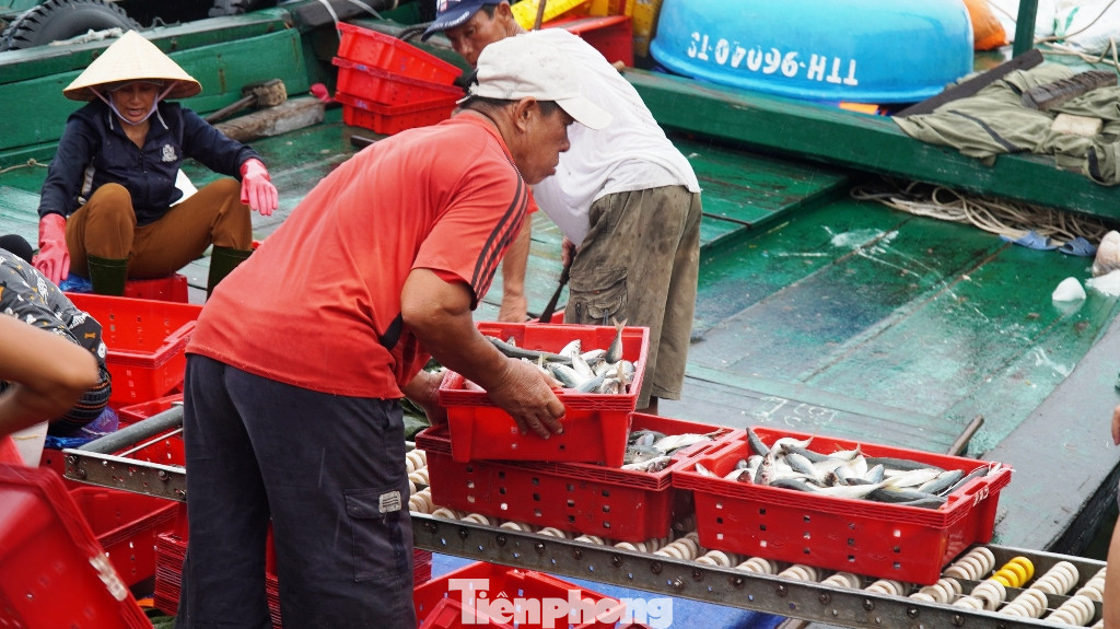 Ngư dân TT-Huế hối hả với những mẻ cá biển cuối cùng trước bão ảnh 4
