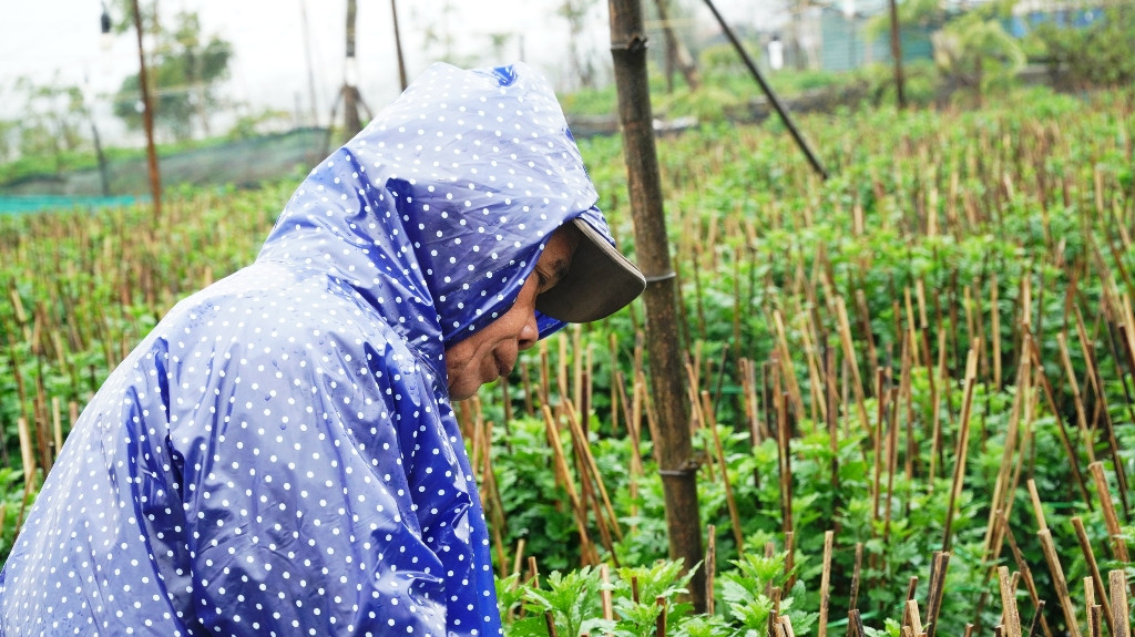 Nông dân Huế xuống đồng dầm mình giữa mưa rét như cắt da thịt ảnh 9