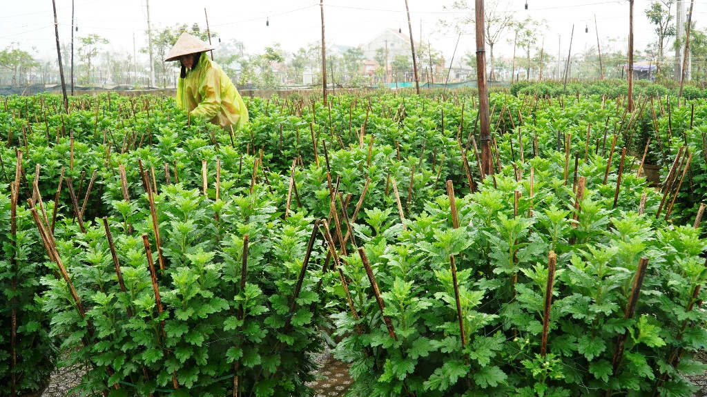 Nông dân Huế xuống đồng dầm mình giữa mưa rét như cắt da thịt ảnh 7