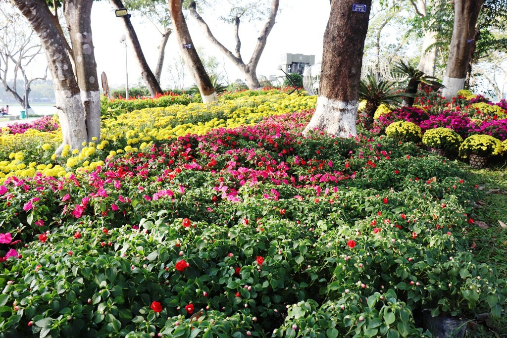 Nhìn ngắm Huế ngày cuối năm khoác 'áo hoa' lạ lẫm đón Tết ảnh 27