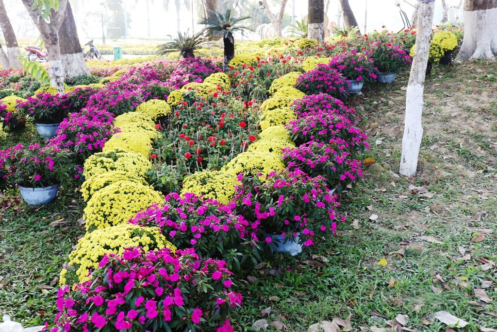 Nhìn ngắm Huế ngày cuối năm khoác 'áo hoa' lạ lẫm đón Tết ảnh 26