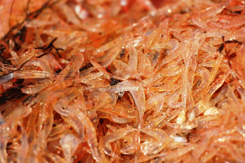 Vượt qua đại dịch COVID-19: Tư lệnh ngành cam kết gì? ảnh 2