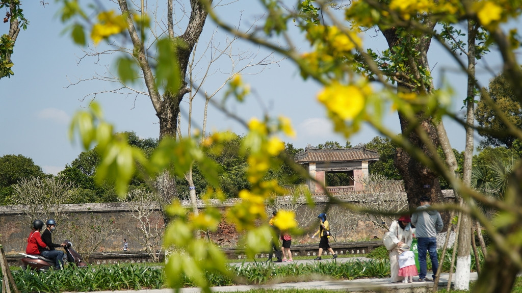 Sững sờ trước ‘góc trời Hoàng mai’ rực rỡ trong kinh thành Huế ảnh 15
