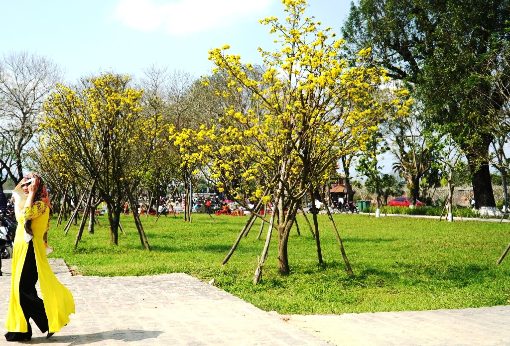 Sững sờ trước ‘góc trời Hoàng mai’ rực rỡ trong kinh thành Huế ảnh 19