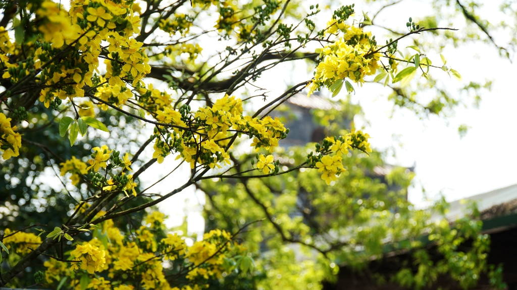 Sững sờ trước ‘góc trời Hoàng mai’ rực rỡ trong kinh thành Huế ảnh 14