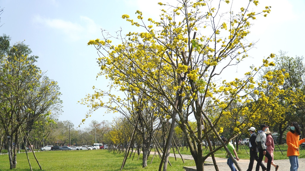 Sững sờ trước ‘góc trời Hoàng mai’ rực rỡ trong kinh thành Huế ảnh 17