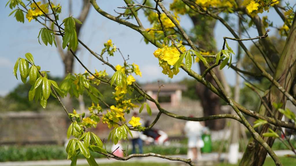 Sững sờ trước ‘góc trời Hoàng mai’ rực rỡ trong kinh thành Huế ảnh 16