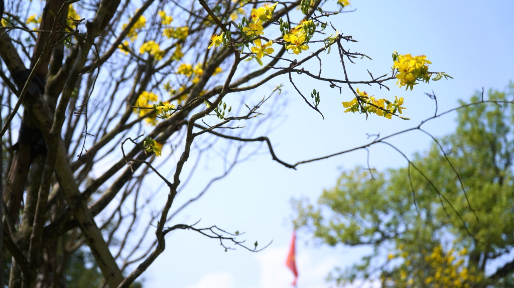 Sững sờ trước ‘góc trời Hoàng mai’ rực rỡ trong kinh thành Huế ảnh 21