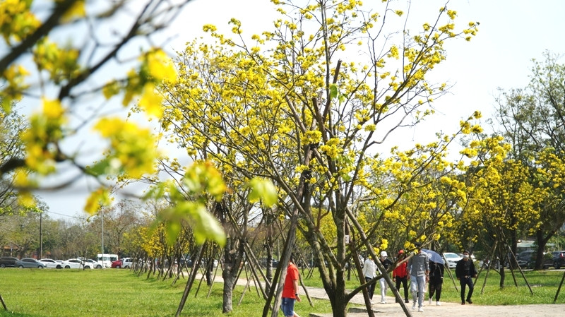 Sững sờ trước ‘góc trời Hoàng mai’ rực rỡ trong kinh thành Huế ảnh 13