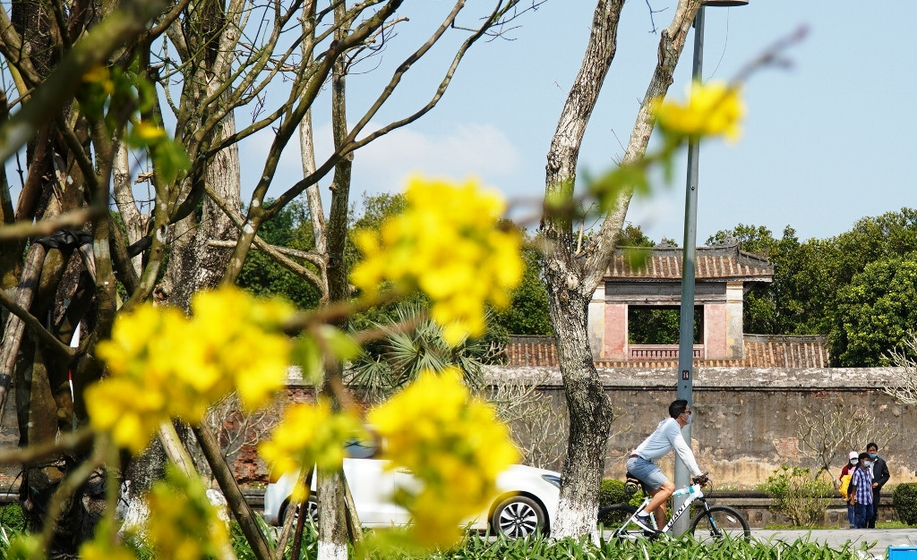 Sững sờ trước ‘góc trời Hoàng mai’ rực rỡ trong kinh thành Huế ảnh 18