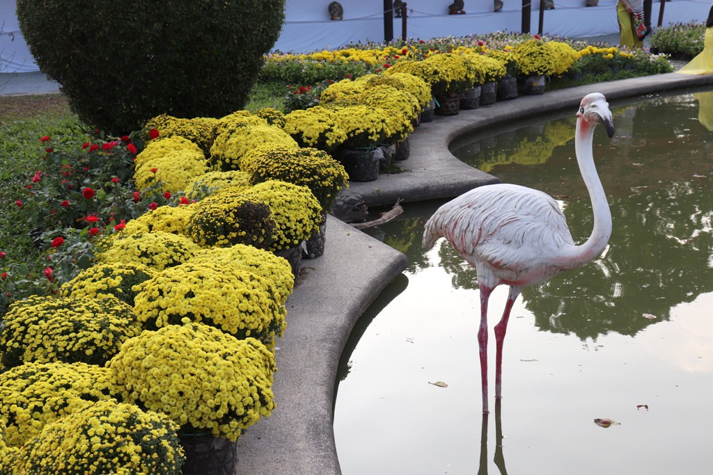Nhìn ngắm Huế ngày cuối năm khoác 'áo hoa' lạ lẫm đón Tết ảnh 34