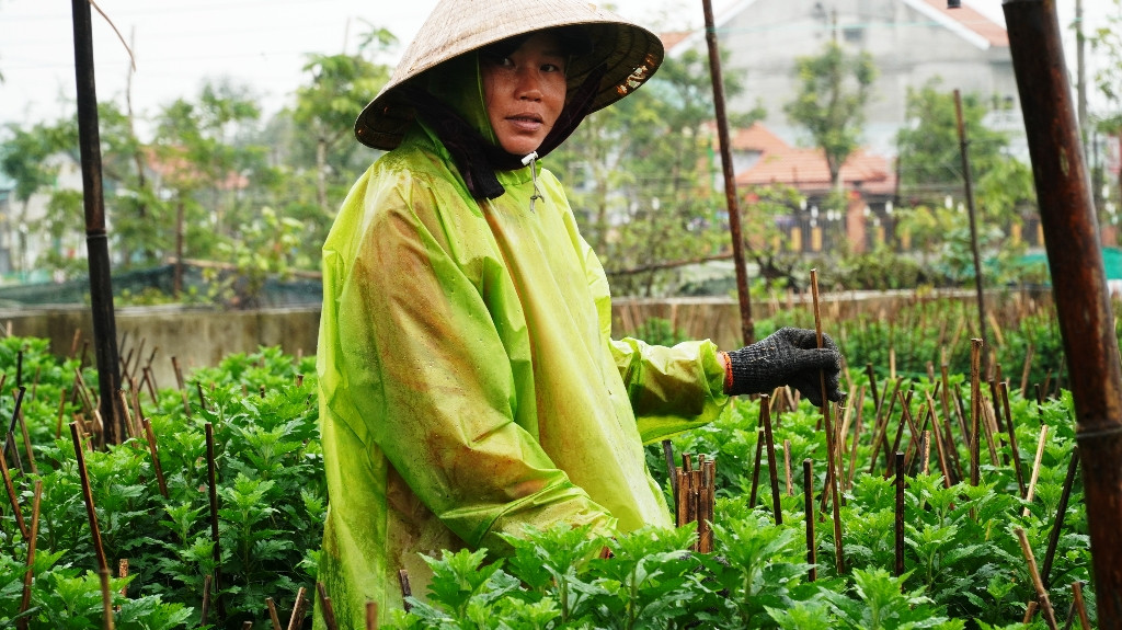 Nông dân Huế xuống đồng dầm mình giữa mưa rét như cắt da thịt ảnh 10