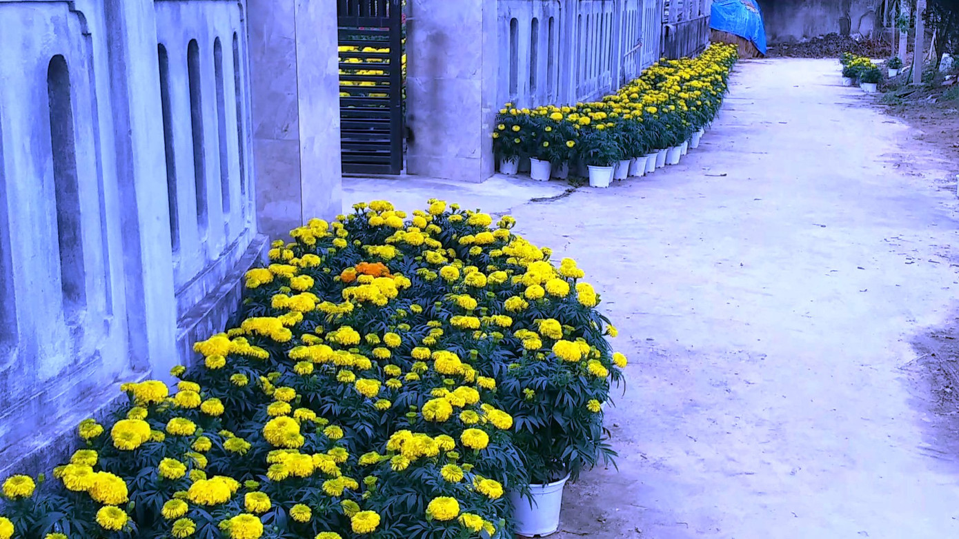 Xứ Huế bất ngờ bội thu… hoa ảnh 4