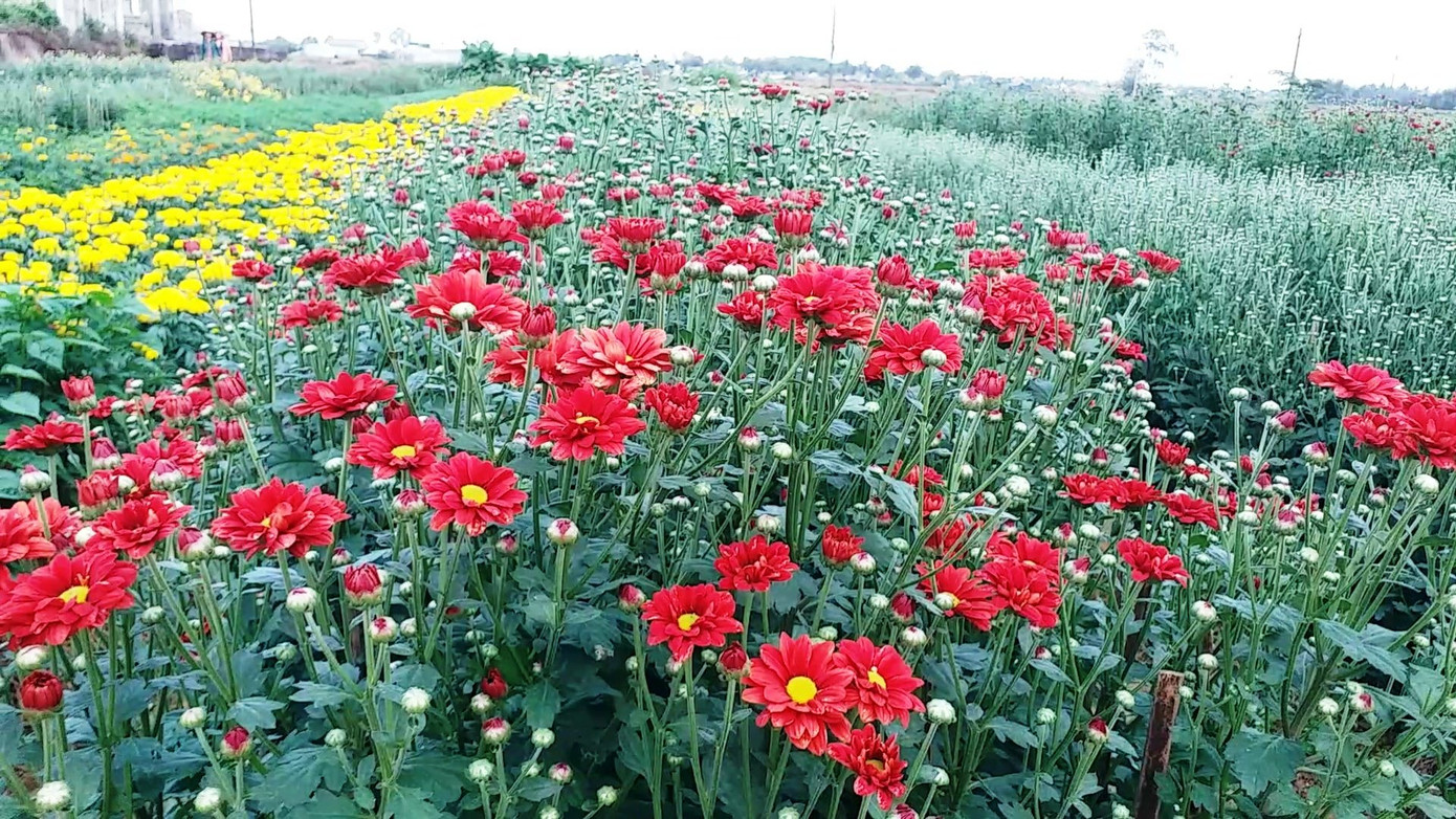 Xứ Huế bất ngờ bội thu… hoa ảnh 7