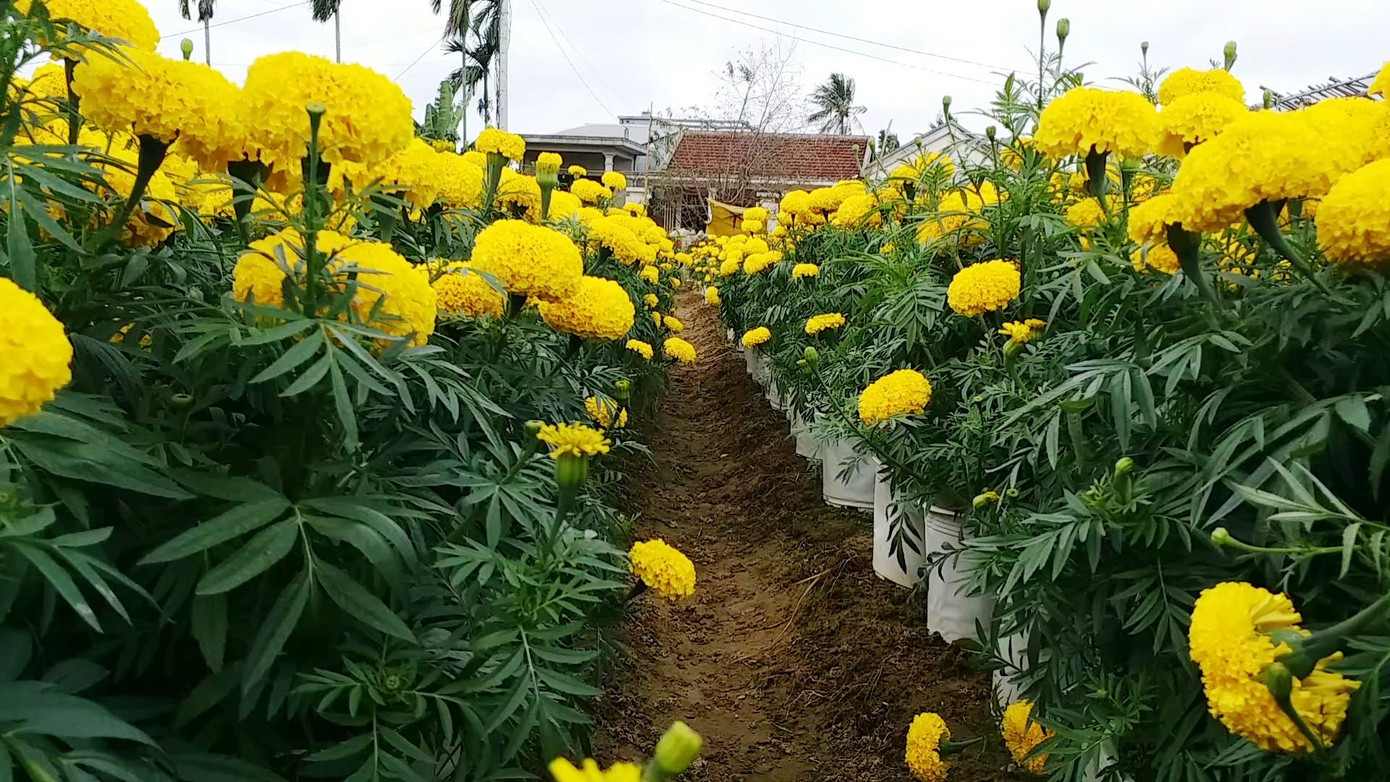 Xứ Huế bất ngờ bội thu… hoa ảnh 11