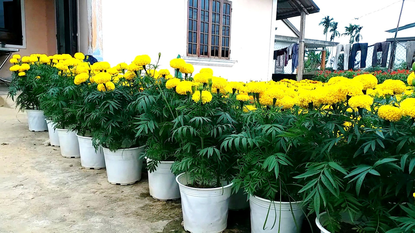 Xứ Huế bất ngờ bội thu… hoa ảnh 6