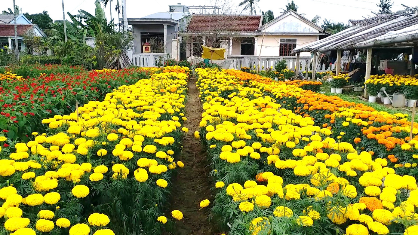 Xứ Huế bất ngờ bội thu… hoa ảnh 2