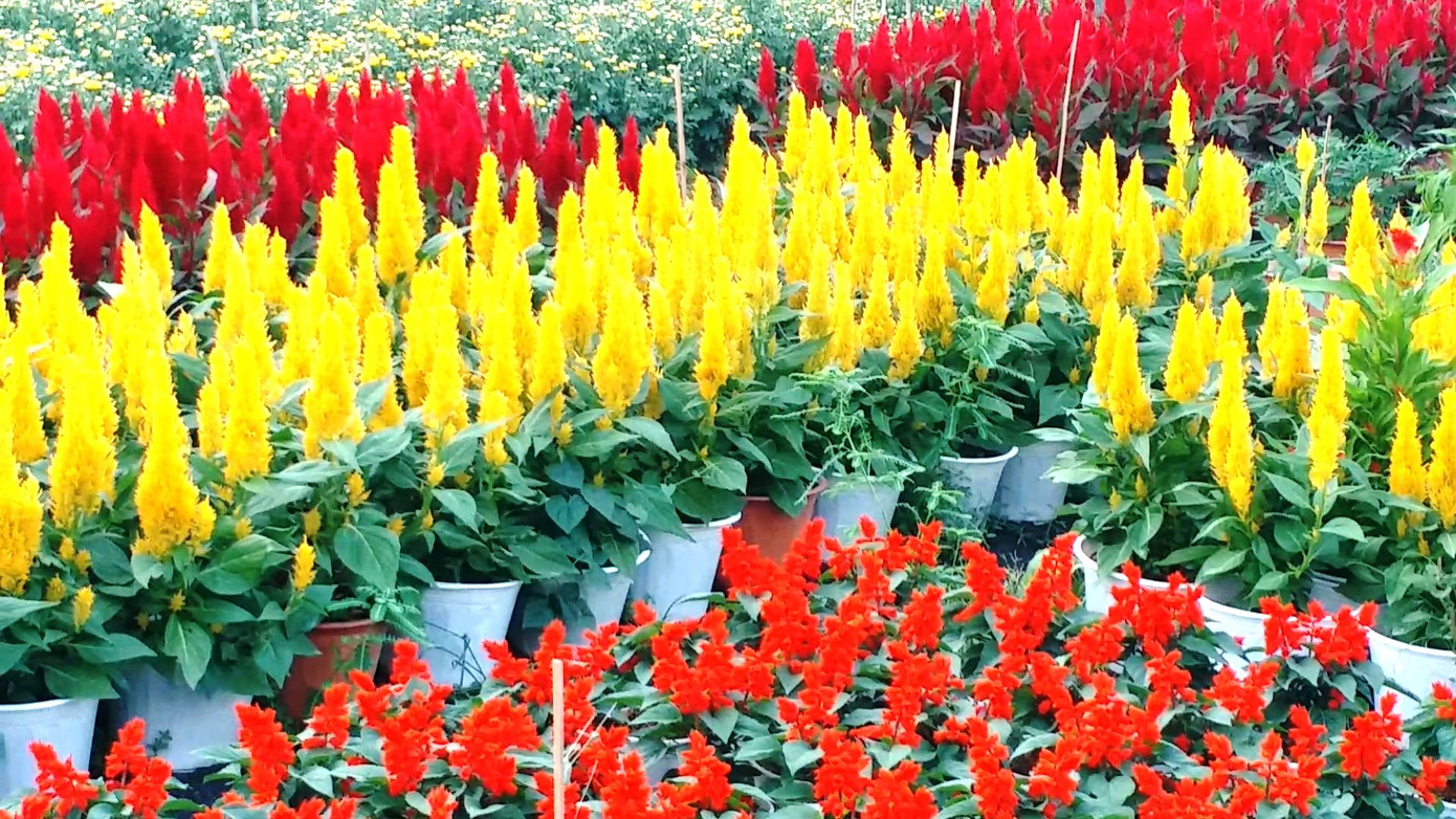 Xứ Huế bất ngờ bội thu… hoa ảnh 10