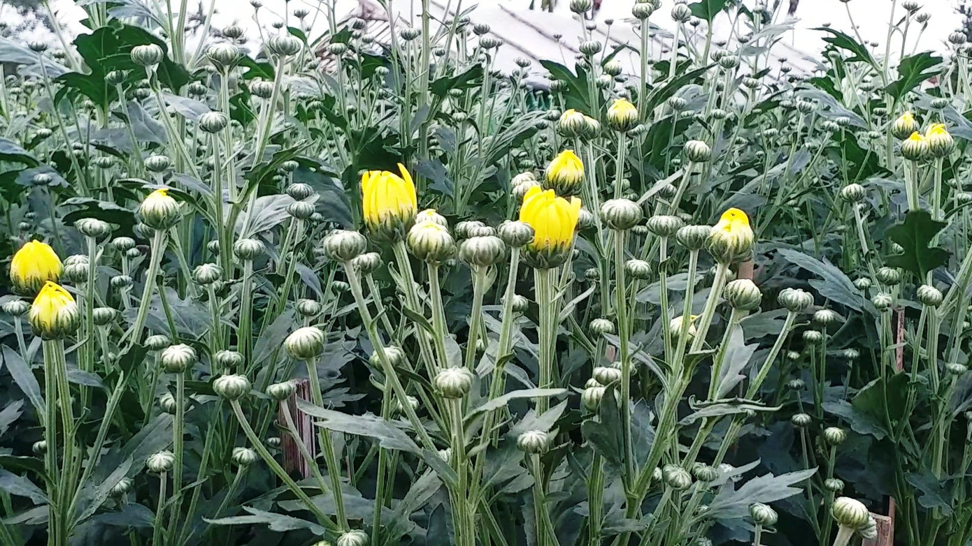 Xứ Huế bất ngờ bội thu… hoa ảnh 9