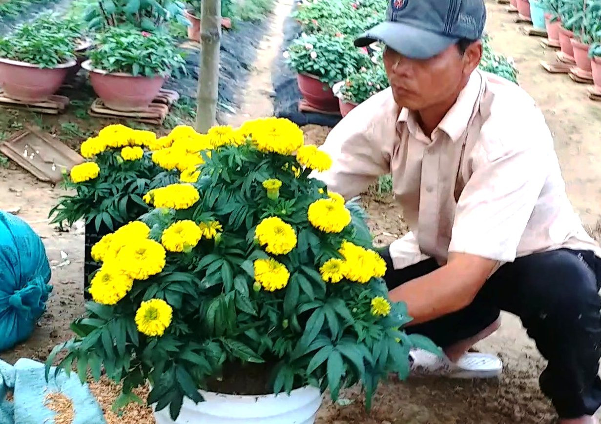 Xứ Huế bất ngờ bội thu… hoa ảnh 15