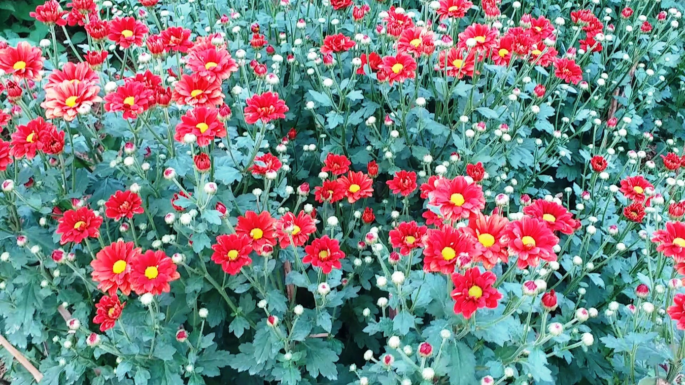 Xứ Huế bất ngờ bội thu… hoa ảnh 8