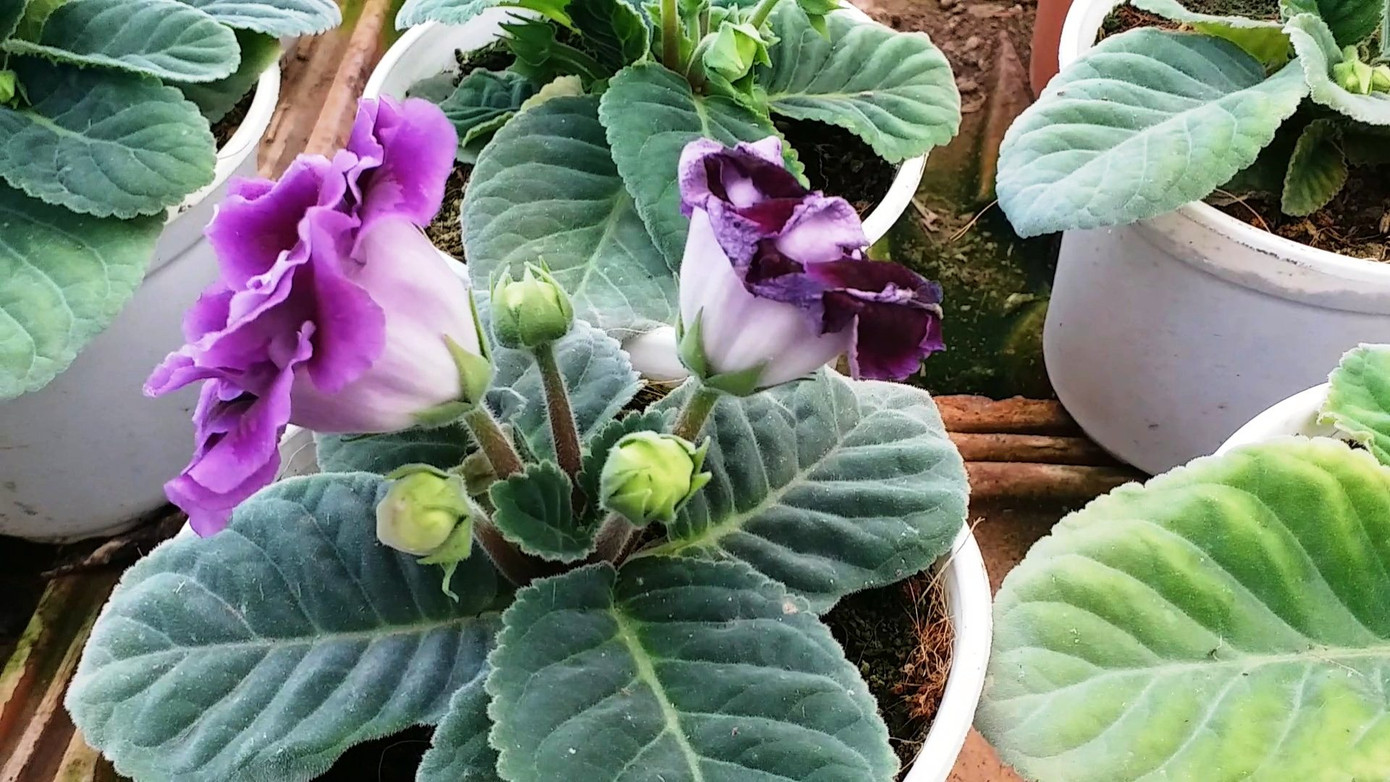 Xứ Huế bất ngờ bội thu… hoa ảnh 13